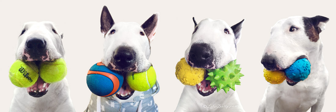 The Buttface Quartet