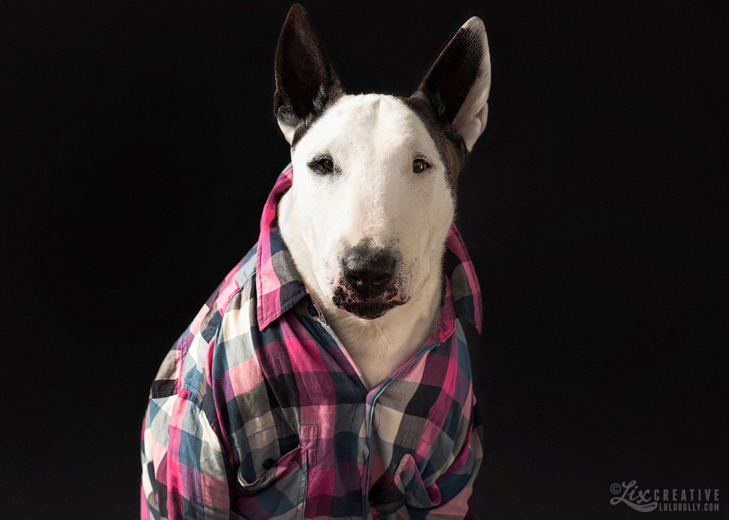 LuluBully WorkingClassDog 7059 1500px