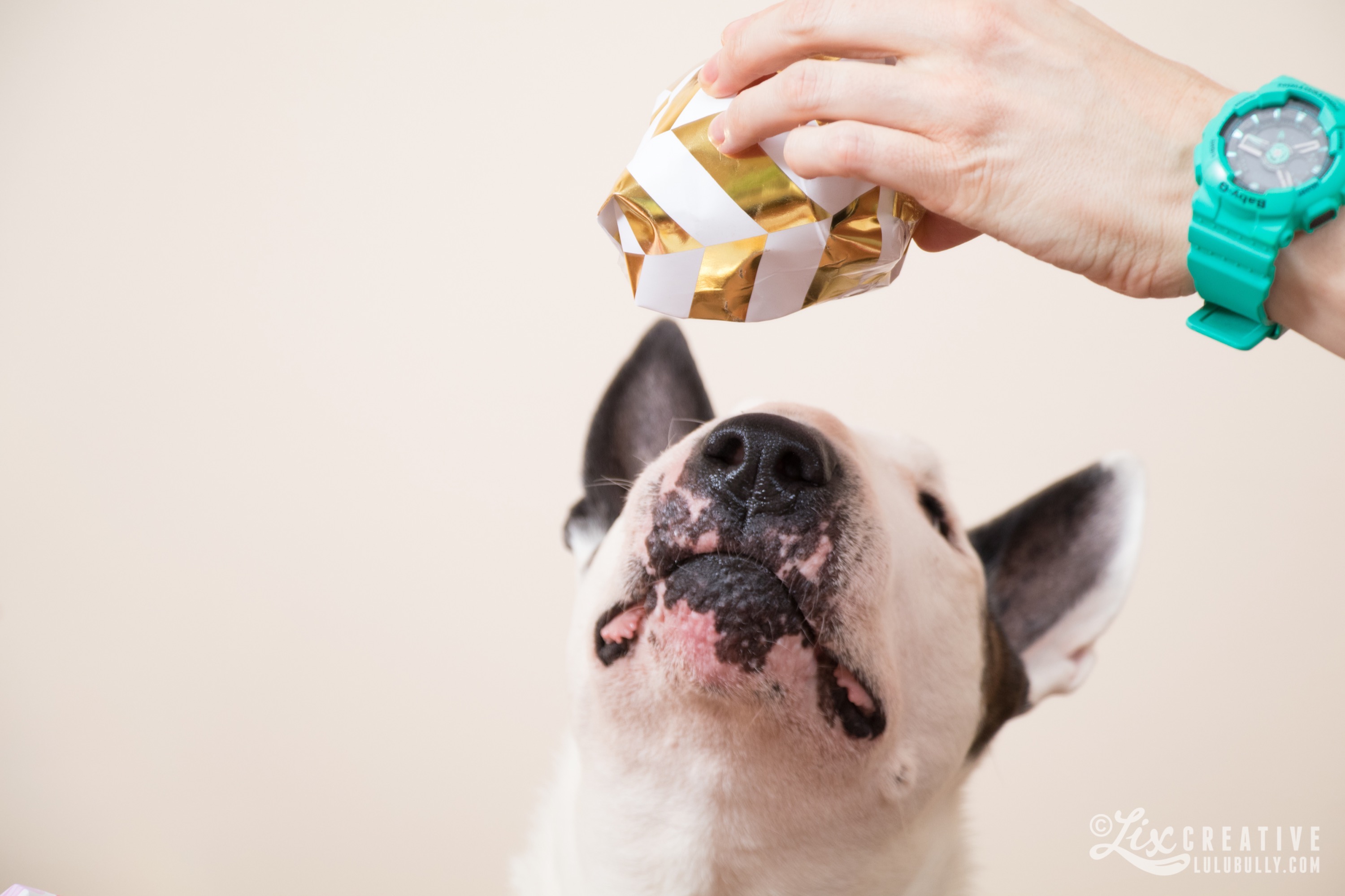 Lulu 15th birthday 2018 1972