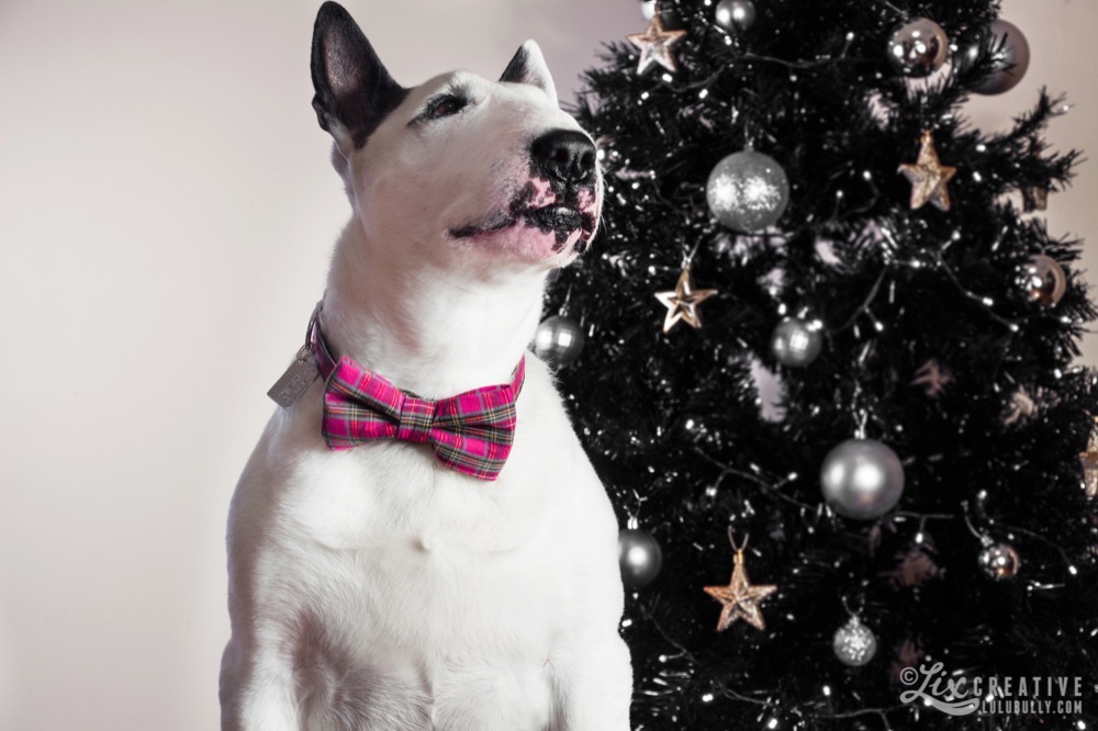 Lulu Christmas 8682 Watermarked 1