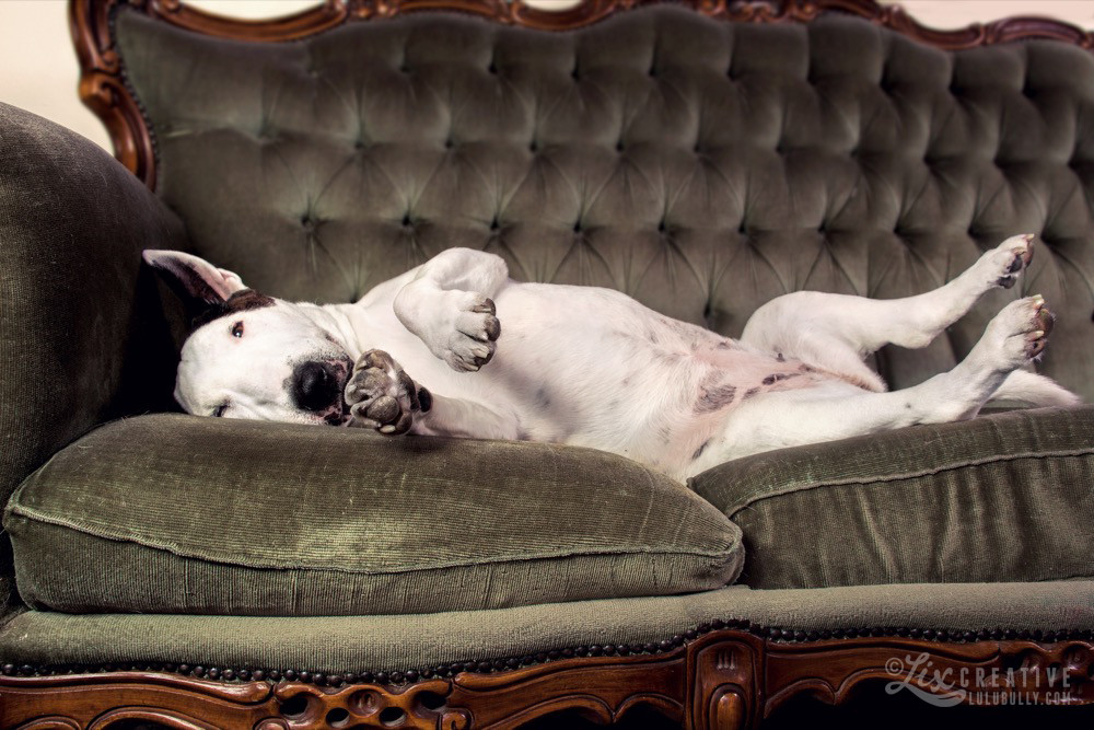 Lulu LoungeLizard 9098