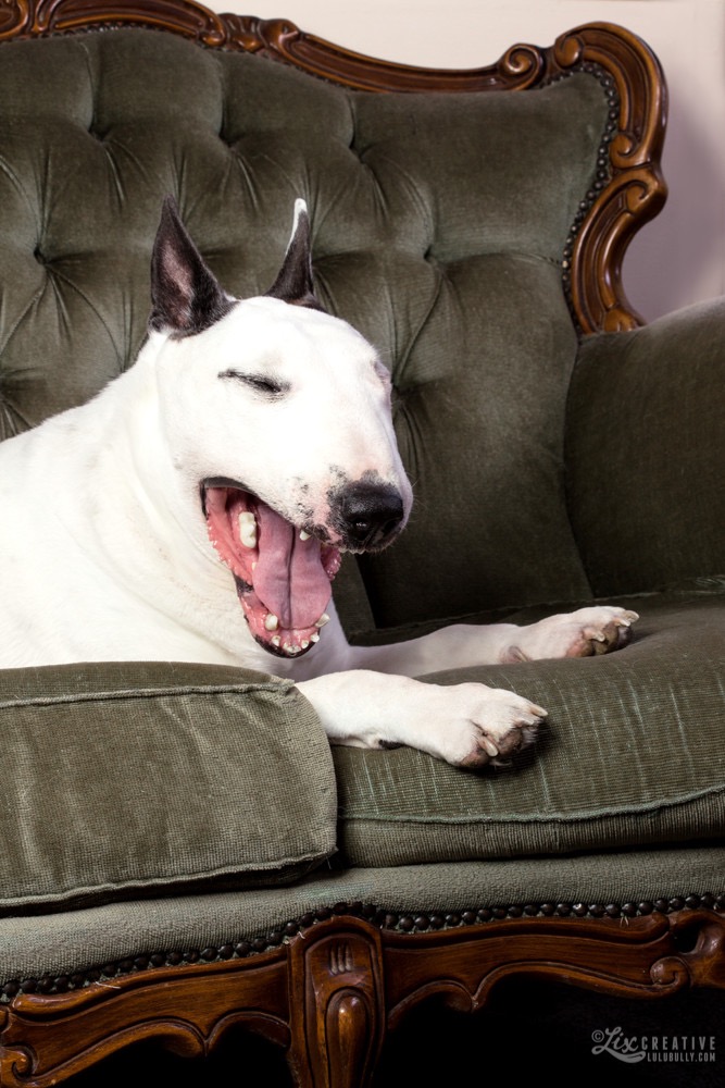 Lulu Lounge Lizard 9084