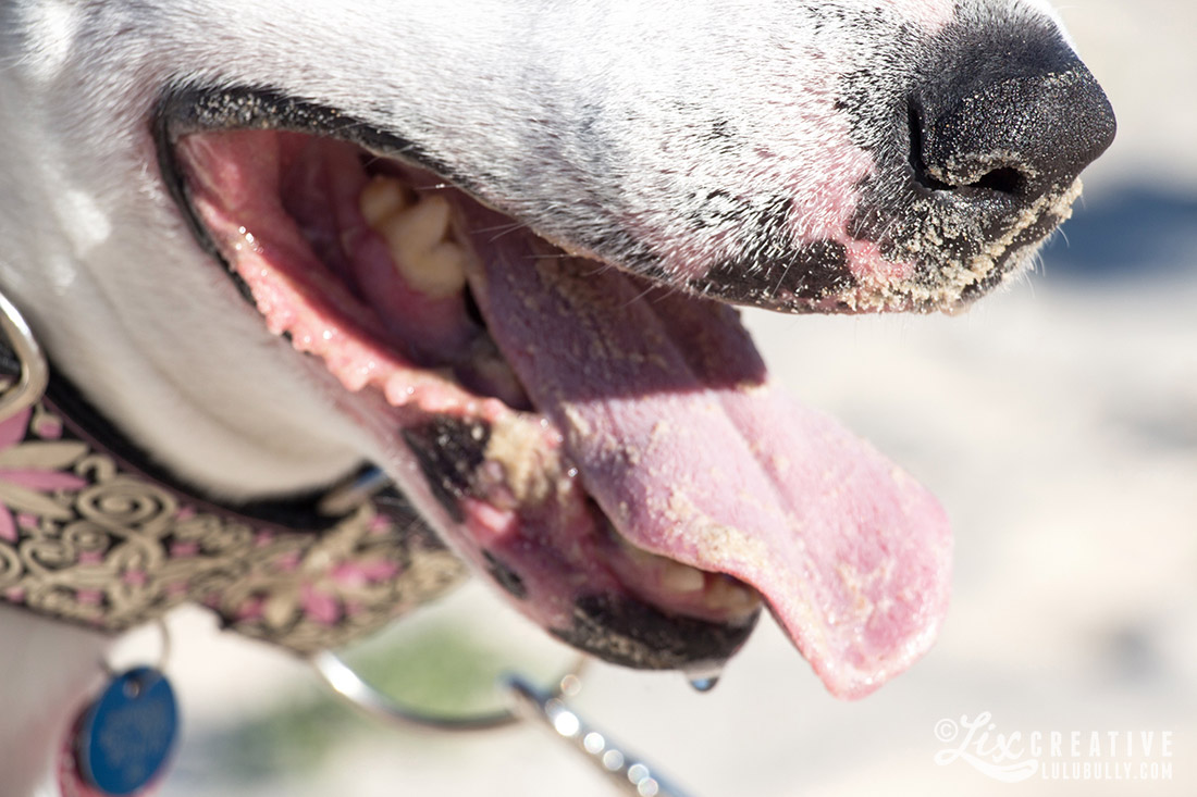 Lulu Sufi Beach 2015 6787 1100px WM