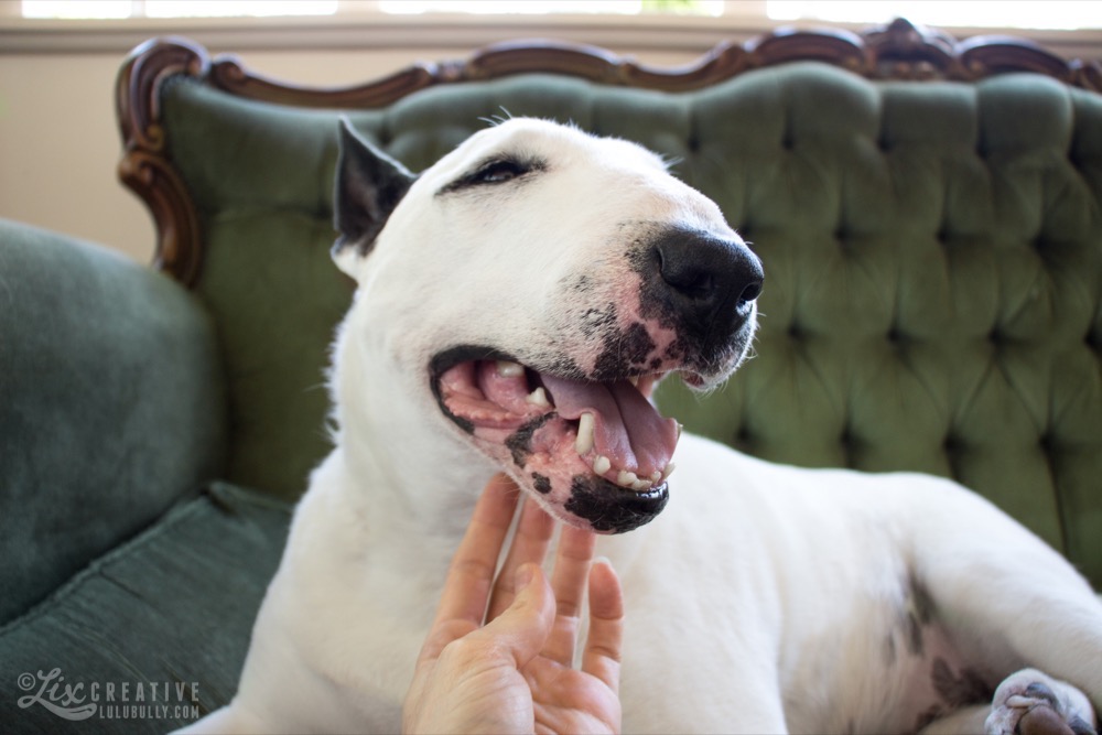 Lulu  Tickleboss 9118