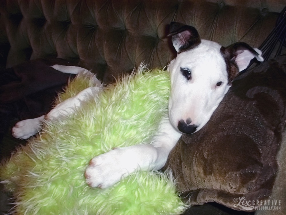 Puppy Luie poseypuppy