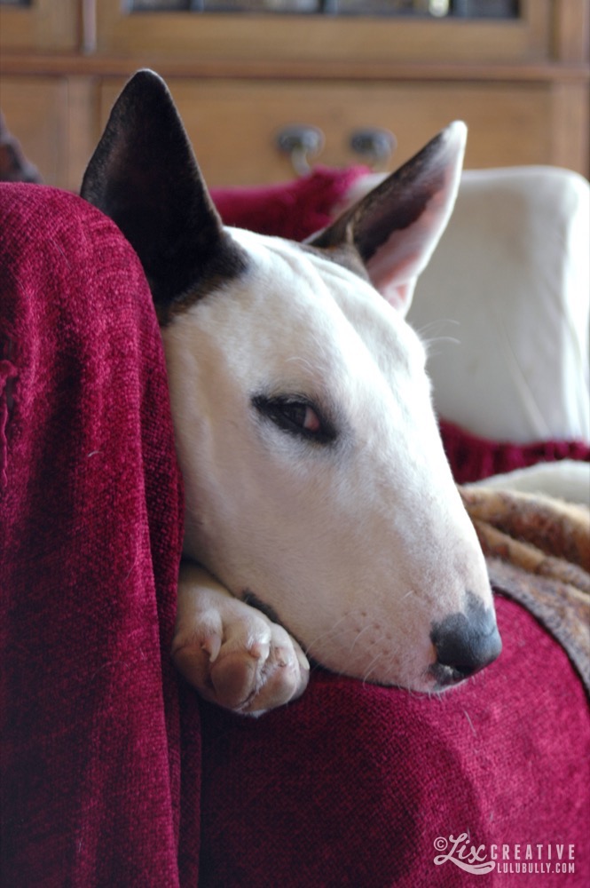 Puppy The Chair Jan30 2004 05d