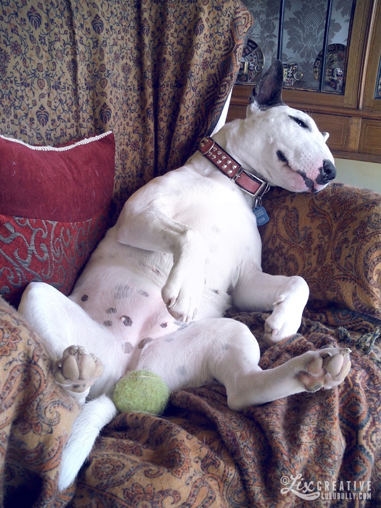 Puppy The Chair Nov 2003 04c