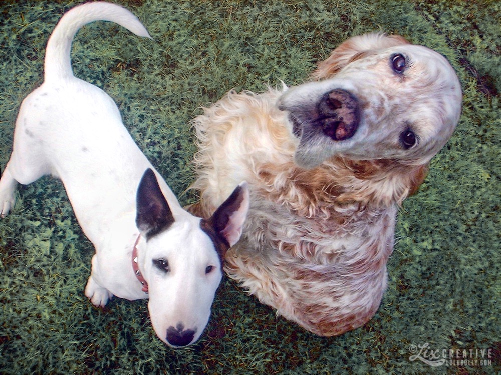 Puppy chauce vana 2 2003