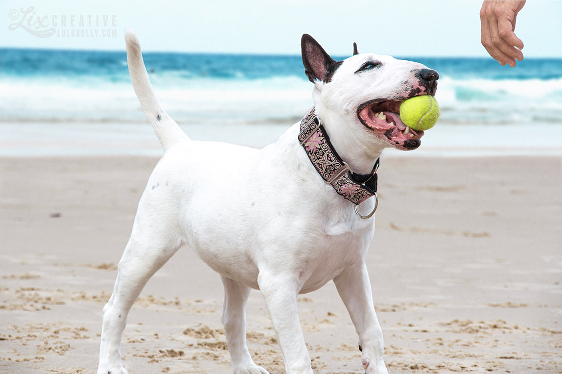 Luie PointDanger Beach Jan5 2015 7966 1100px WM 1