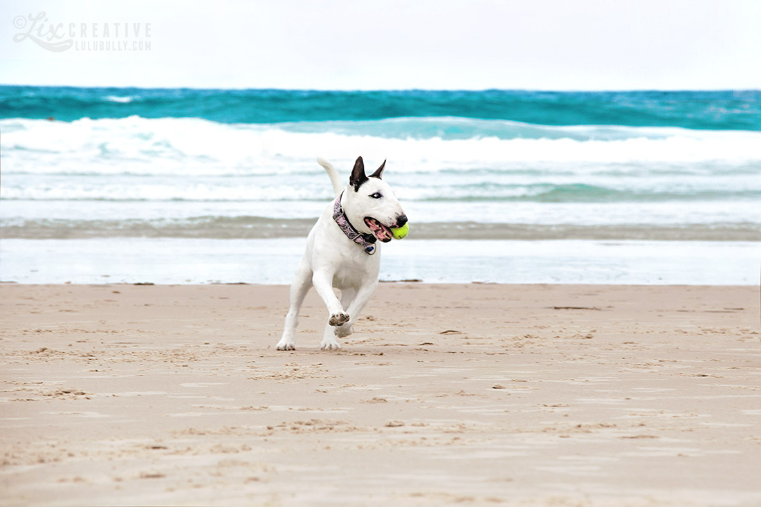 Luie PointDanger Beach Jan5 2015 8012 WM 1100px