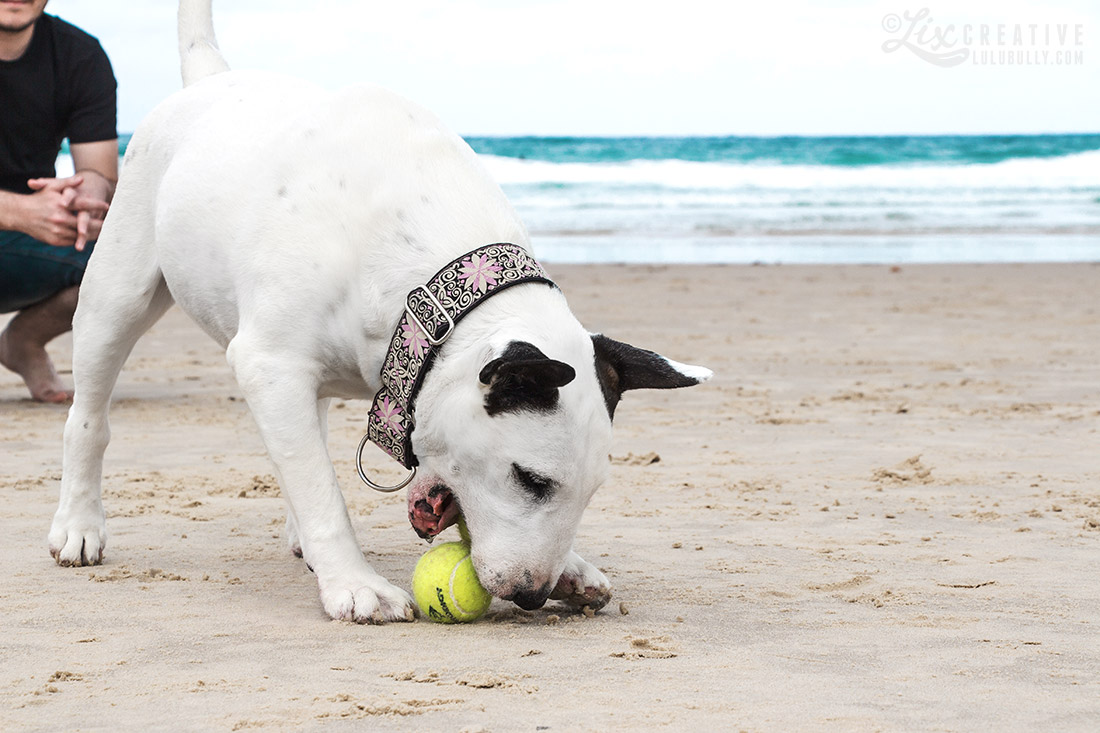 Luie PointDanger Beach Jan5 2015 8038 1100px WM