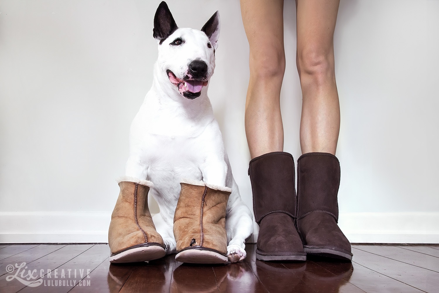 LuluBully Bull Terrier Ugg Boots IMG 8514 2015 1500px