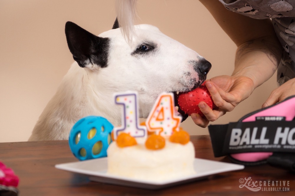 Lulu 14th Birthday 0988 crop Watermarked 1