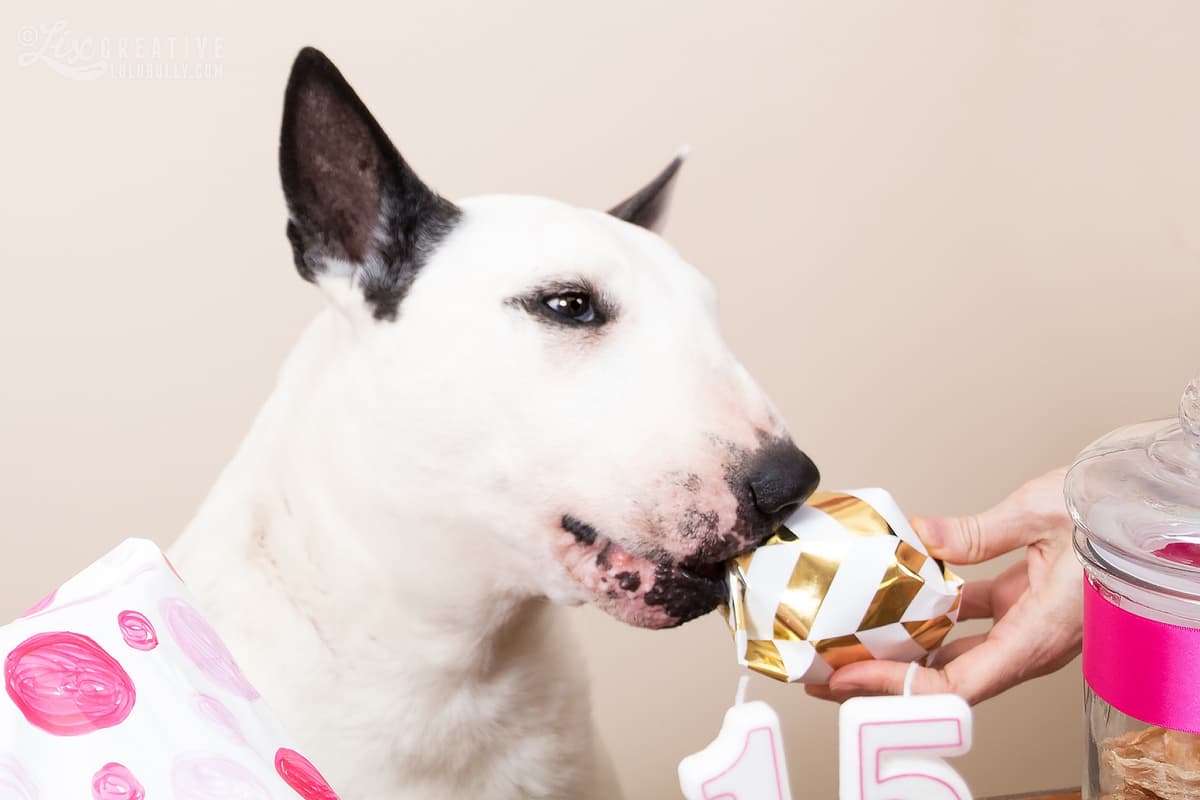 Lulu 15th birthday 2018 1976