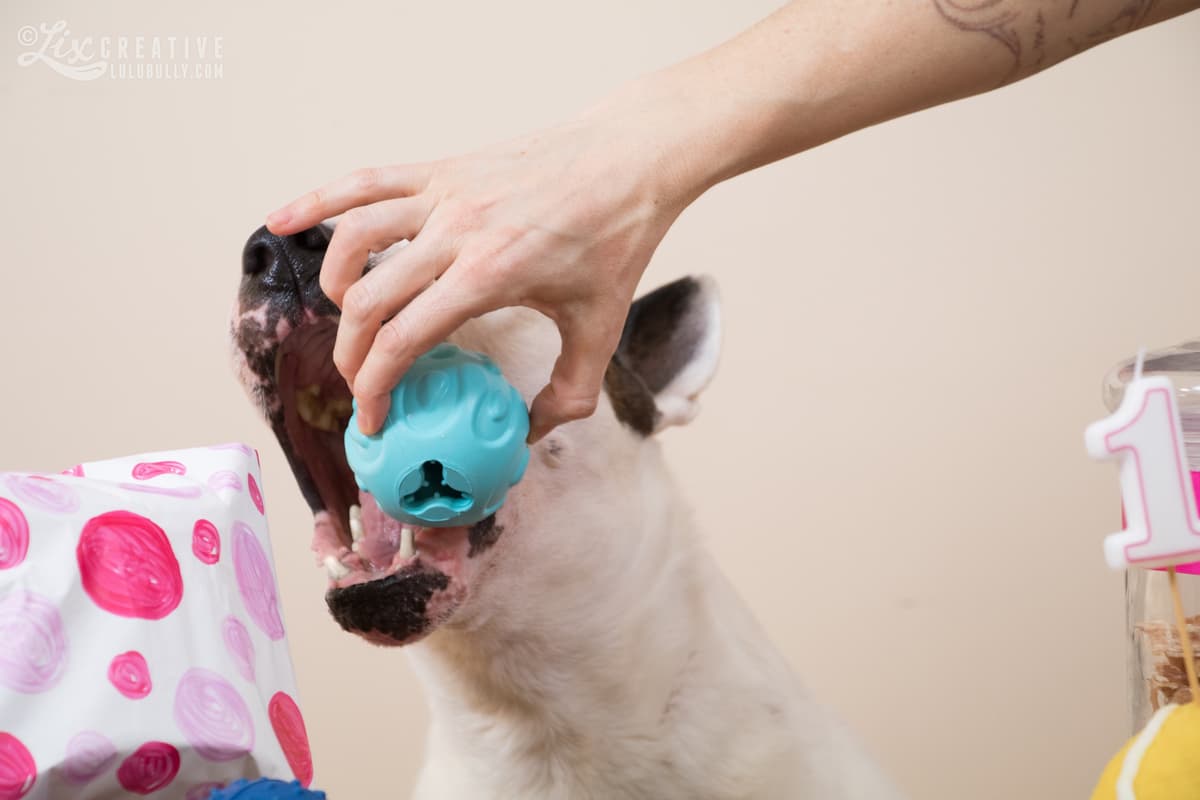 Lulu 15th birthday 2018 2015