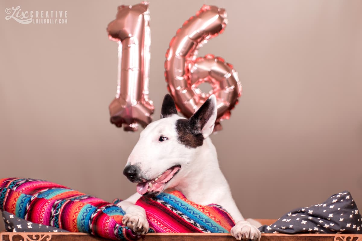 Lulu 16th birthday 2019 5774