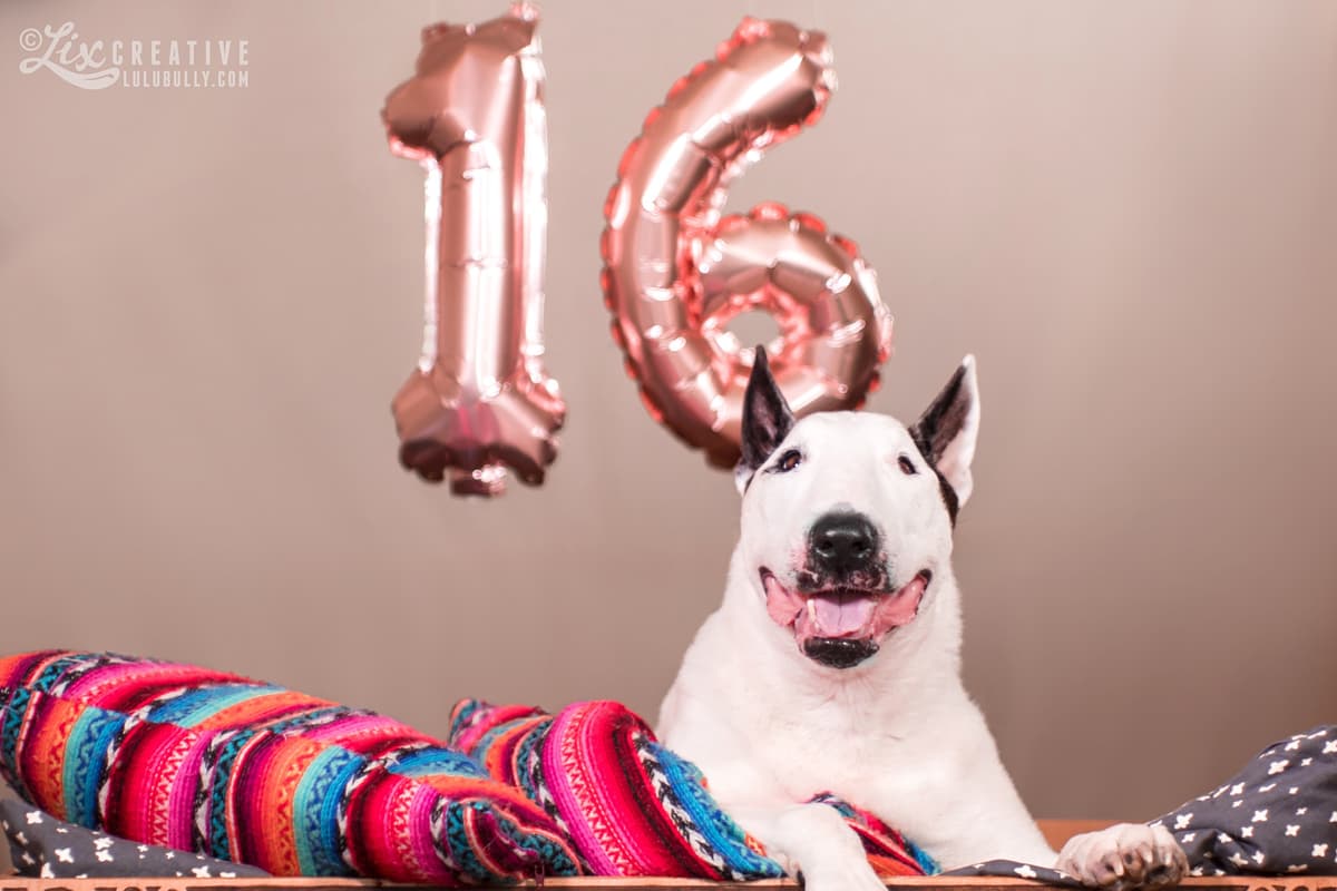 Lulu 16th birthday 2019 5779