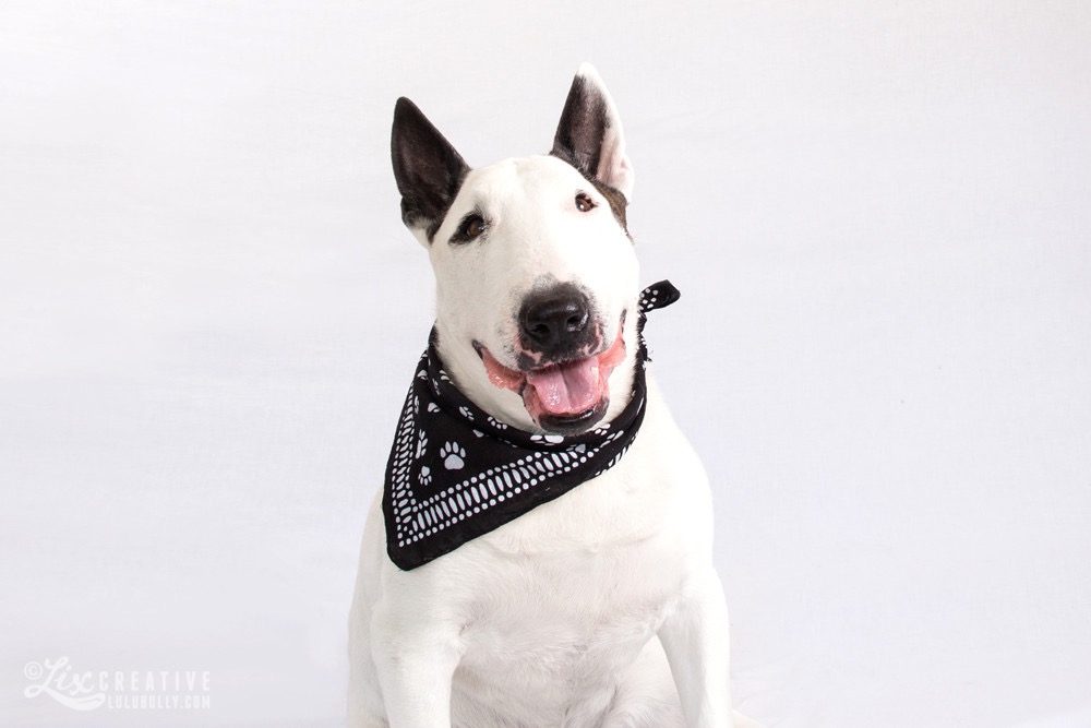 Lulu Family Bandana Day 2016 0806 3500px