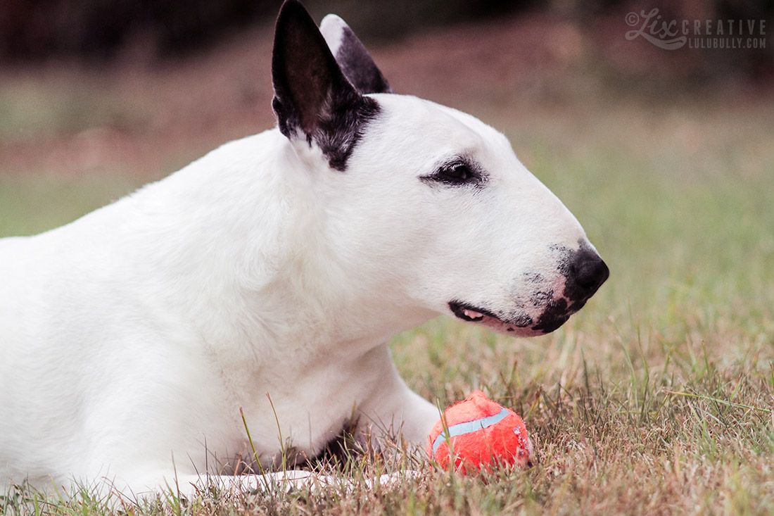 Lulu Flower Girl 80D Test 0509 1100px WM