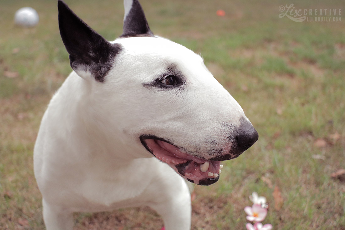 Lulu Flower Girl 80D Test 0518 1100px WM