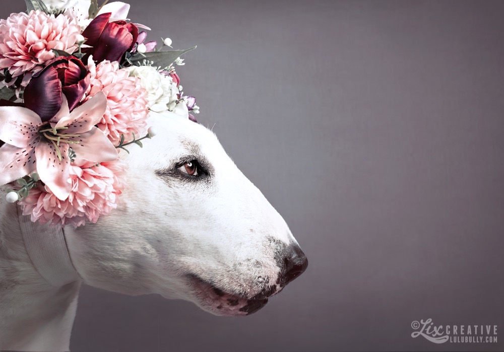 Lulu Halloween 2015 8069b colourgraded 2016