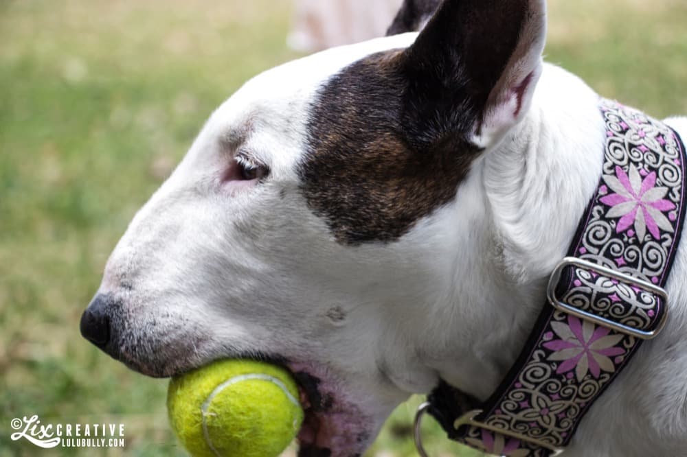 Lulu July21 2014 6531
